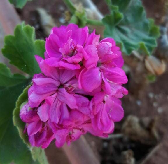 בית מלון כפרי Agriturismo Tenuta Perruzzi