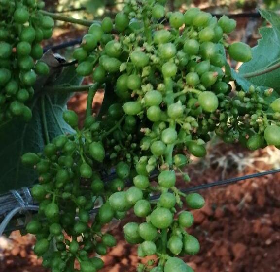 בית מלון כפרי Agriturismo Tenuta Perruzzi