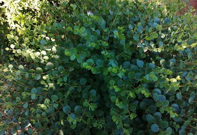 בית מלון כפרי Agriturismo Tenuta Perruzzi