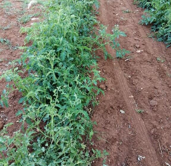 בית מלון כפרי Agriturismo Tenuta Perruzzi