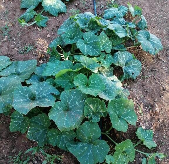 בית מלון כפרי Agriturismo Tenuta Perruzzi