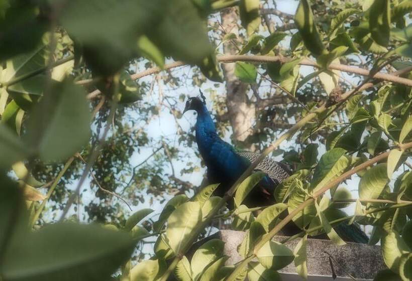 Bed and Breakfast Unawatuna Nor Lanka