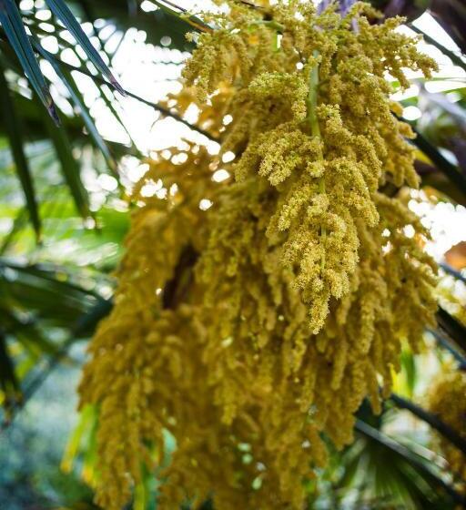 Grande Villa Storica Per Vacanze Con Giardino Privato E Piscina