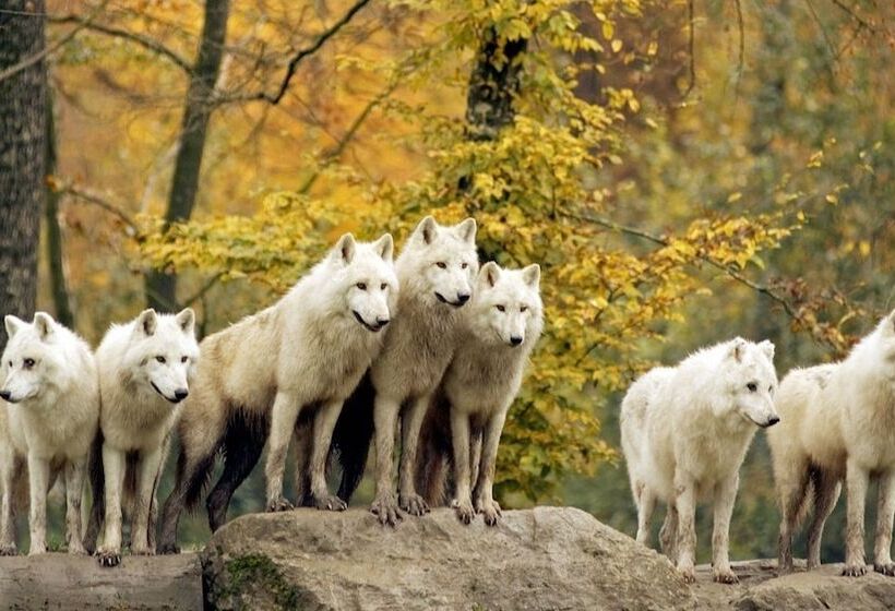 Irkutski Ostrog Hostel