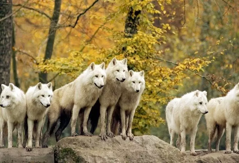 Irkutski Ostrog   Hostel