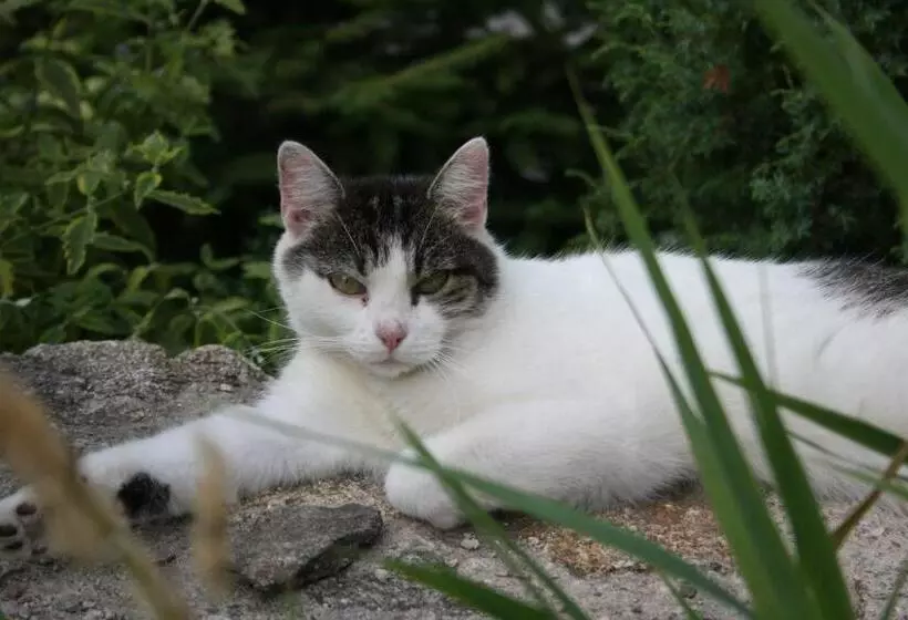 Majatalo Penzion Hugo