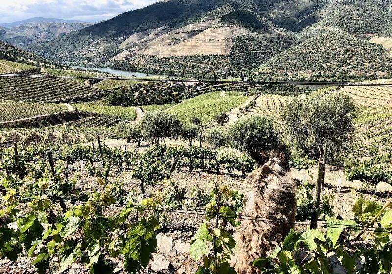 פנסיון Quinta Da Gricha