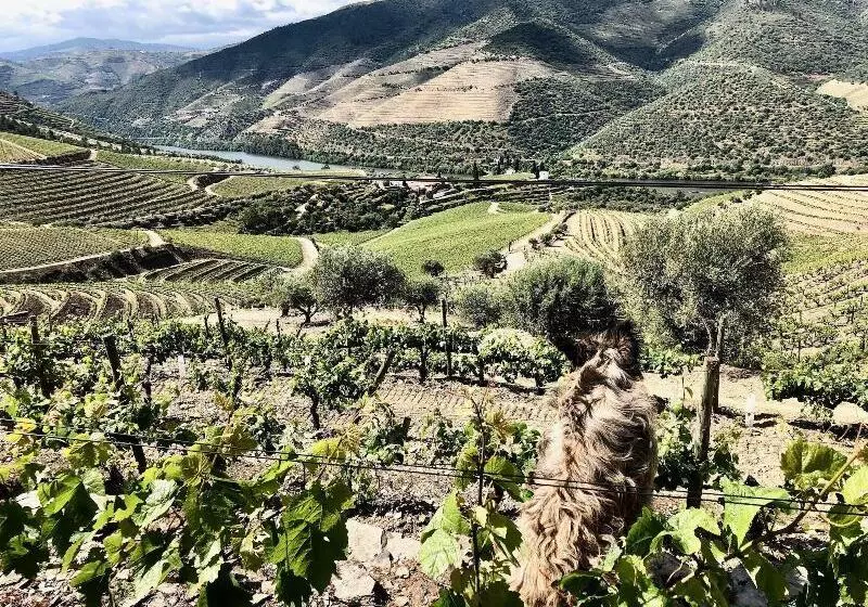 ペンション Quinta Da Gricha