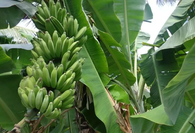 Hotel Star White Negombo