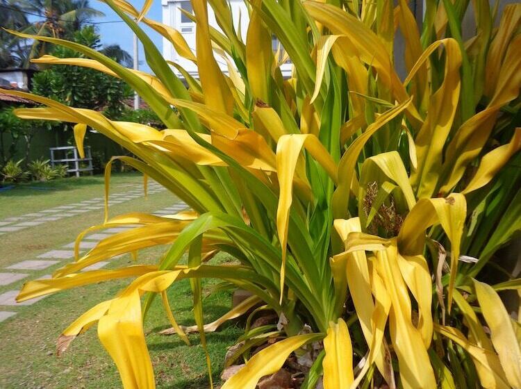 בית מלון כפרי Star White Negombo