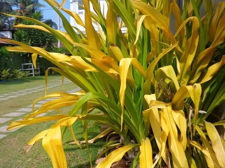 Hotel Star White Negombo