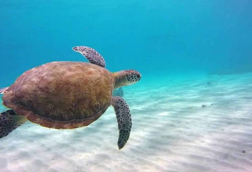 هتل Willemstad Resort