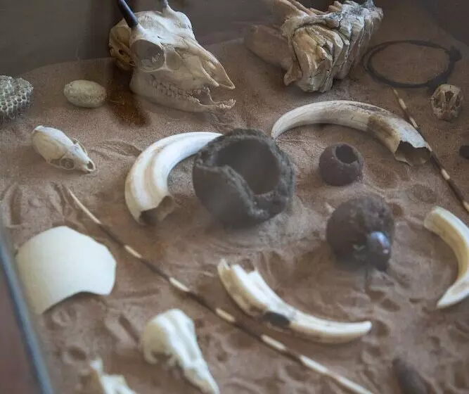 Antares Bush Camp & Safaris   Hostel