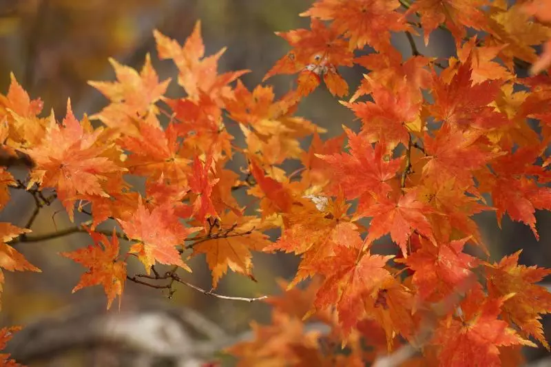 Retkeilymaja Sansan Cafe And Bar & Backpackers