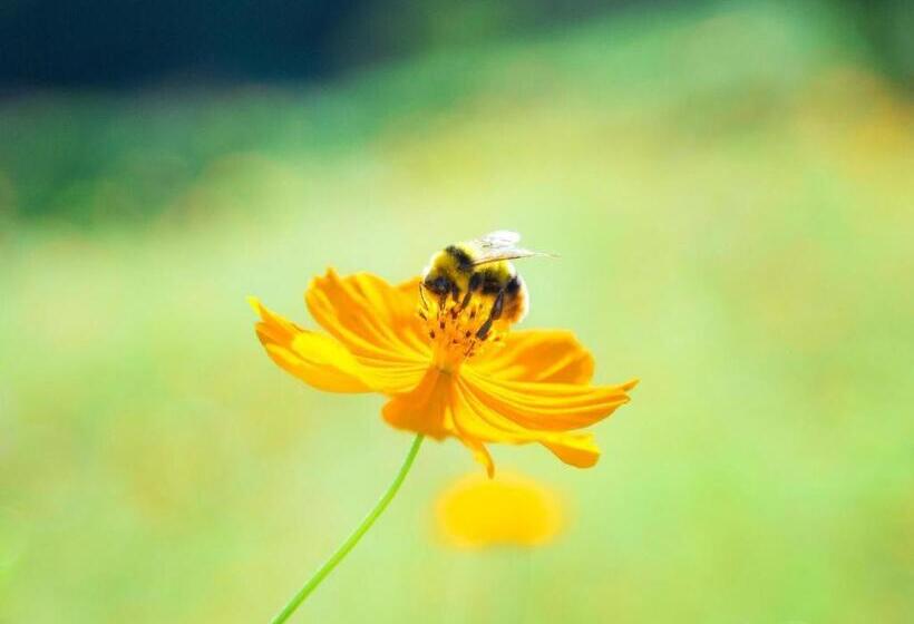 هتل Yufuin Tsukahara Villa Erina