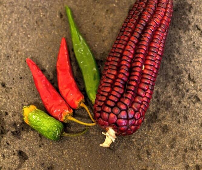 Пансион Meztli: Casa Boutique & Spa