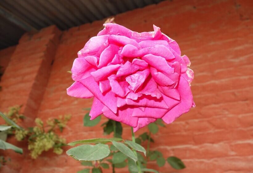 هتل Bodhi Guest House