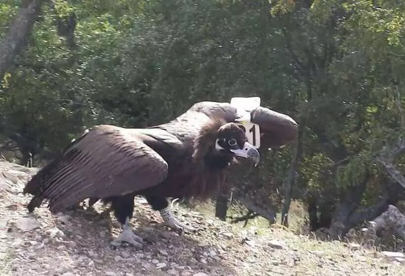 Apartments La Strada