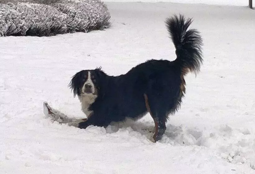 Aamiaismajoitus (B&B) La Petite Bruyere De Renaix