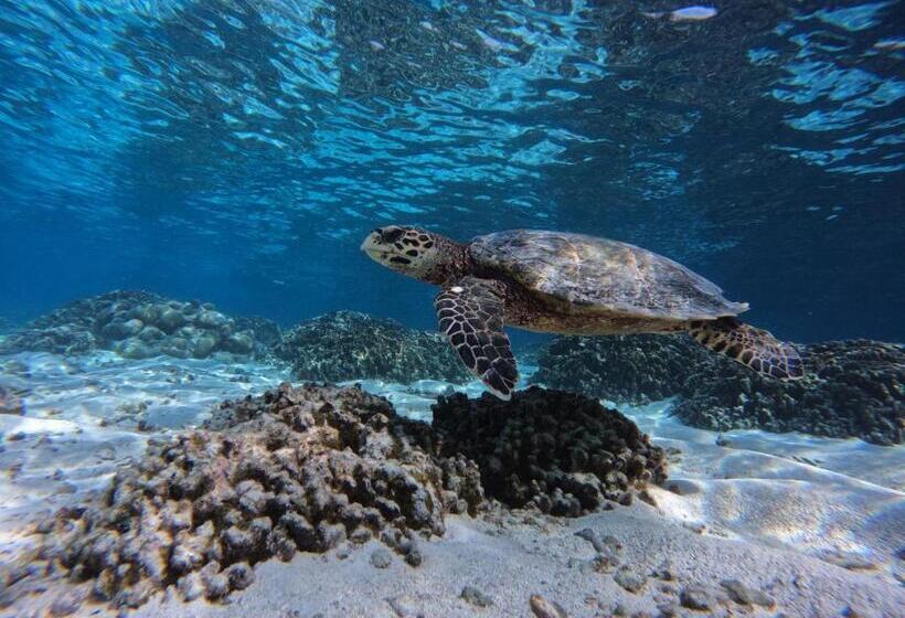 پانسیون Blue Water Thoddoo Inn