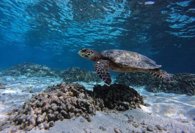 پانسیون Blue Water Thoddoo Inn