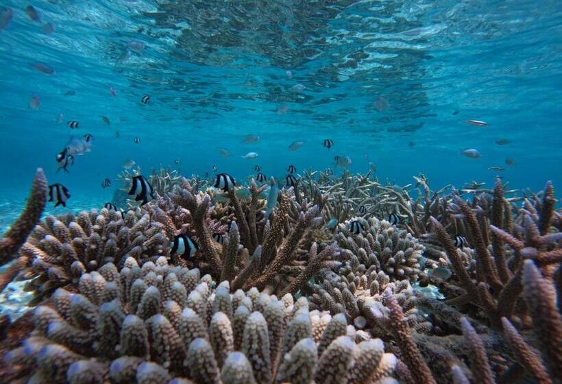 پانسیون Blue Water Thoddoo Inn