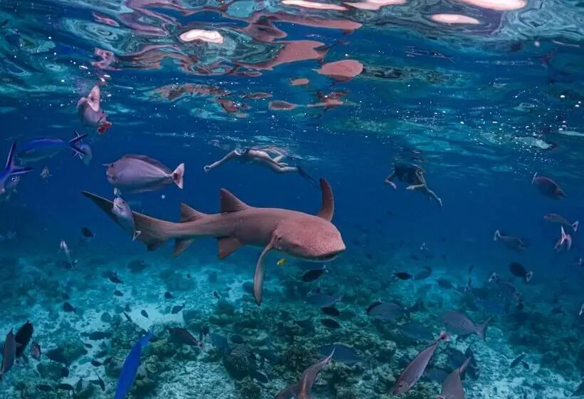 پانسیون Blue Water Thoddoo Inn