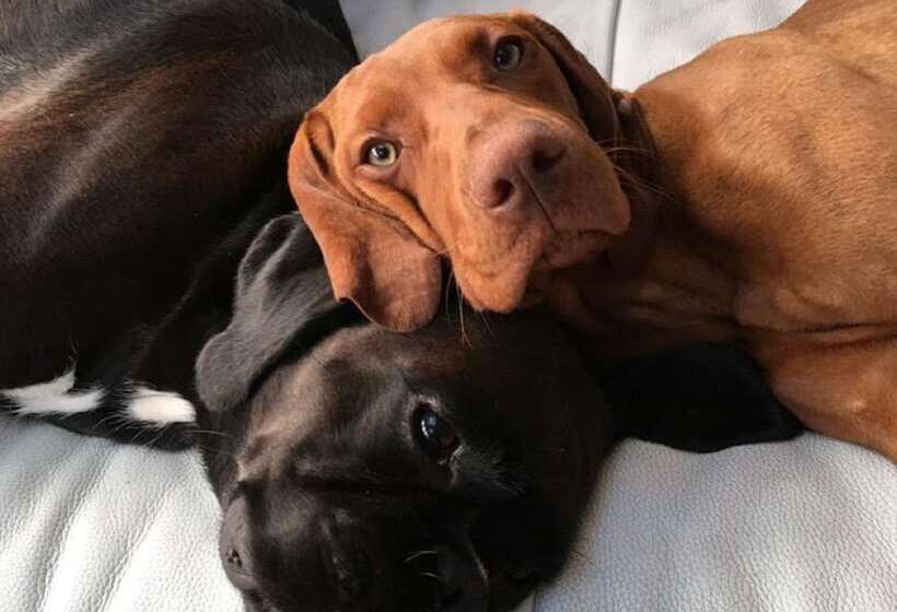 ベッドアンドブレックファースト Llwynhelig Manor