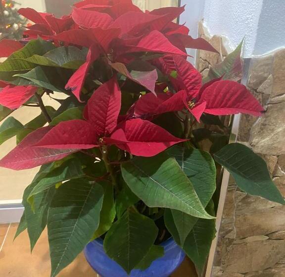 Пансион Hostal Delia