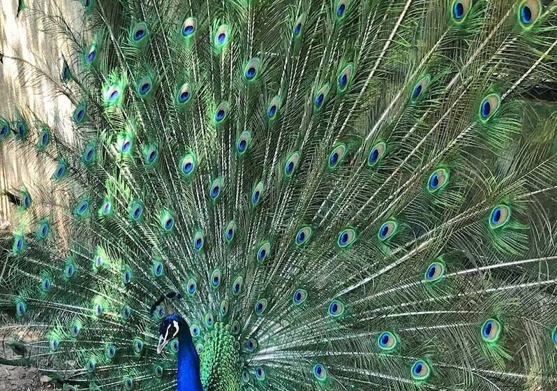 تختخواب و صبحانه Château De Saint Girons Luxury Guest House In Provence