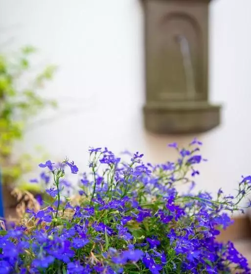 Riad El Hotelito Del Cotillo   Adults Only