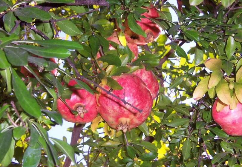 پانسیون Balkan House