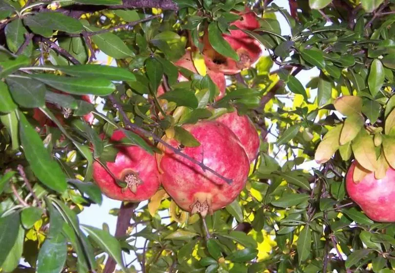 پانسیون Balkan House