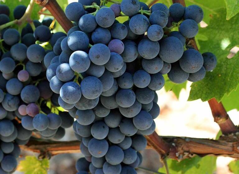 پانسیون Balkan House