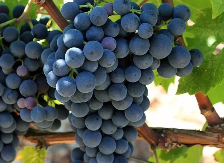 پانسیون Balkan House