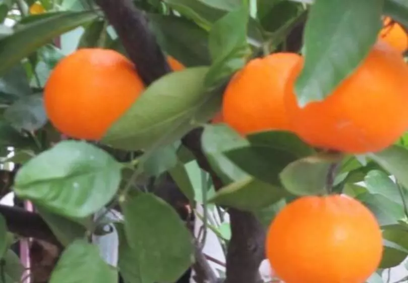 پانسیون Balkan House