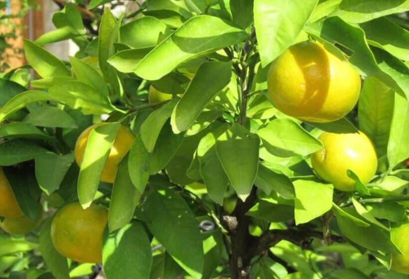 پانسیون Balkan House