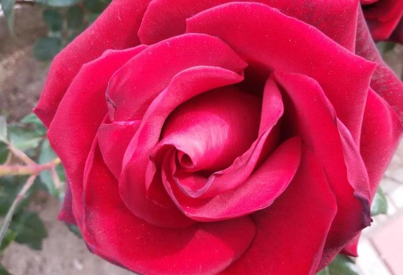 پانسیون Max Guest House