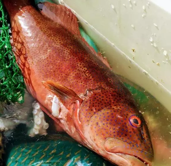 ホテル Yoron Tandy House