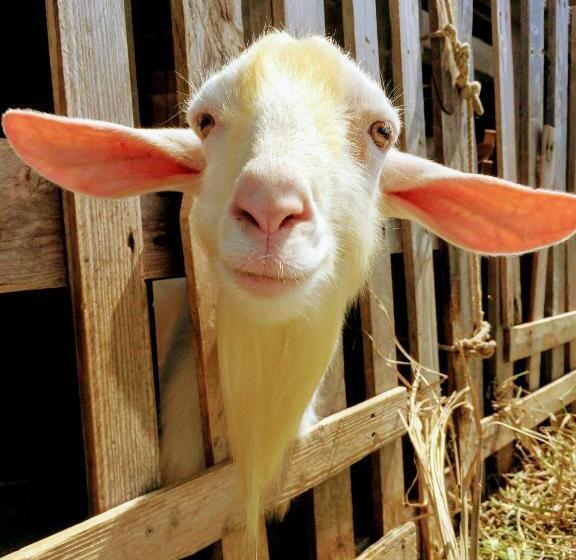 Отель Yoron Tandy House