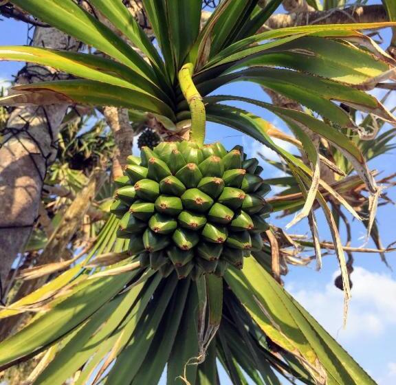 Отель Yoron Tandy House