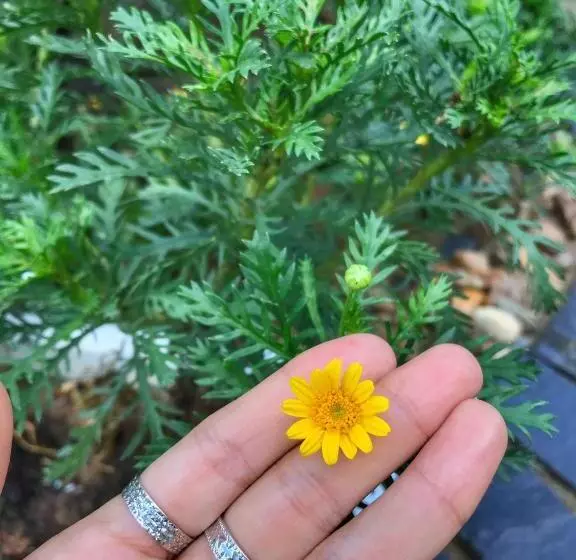 هتل Daisy House