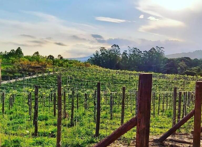 Пансион Pousada Vale Dos Figos