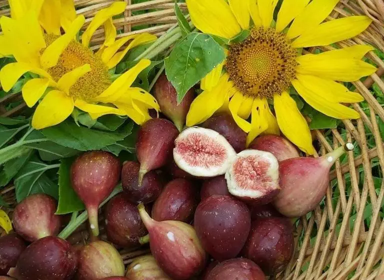 ペンション Pousada Vale Dos Figos