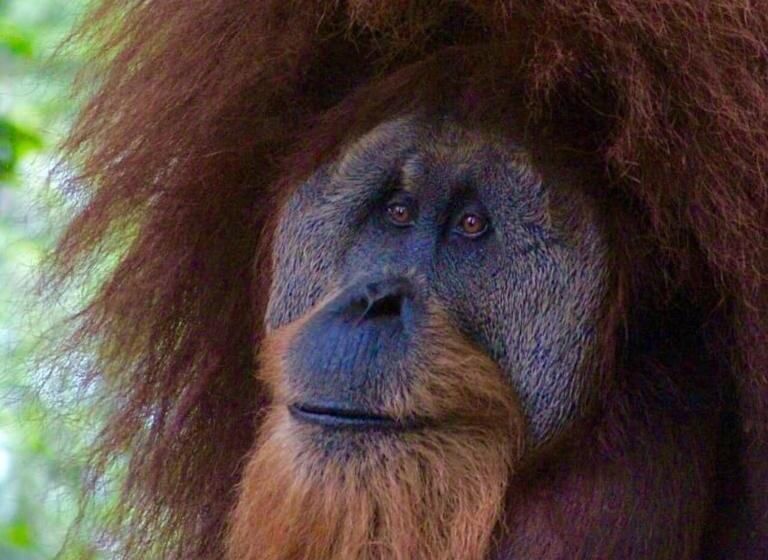 پانسیون Sumatra Cheeky Monkeys