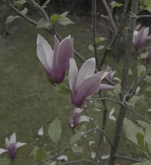 Pensiunea Magnolia