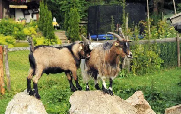 تختخواب و صبحانه Pension Montana