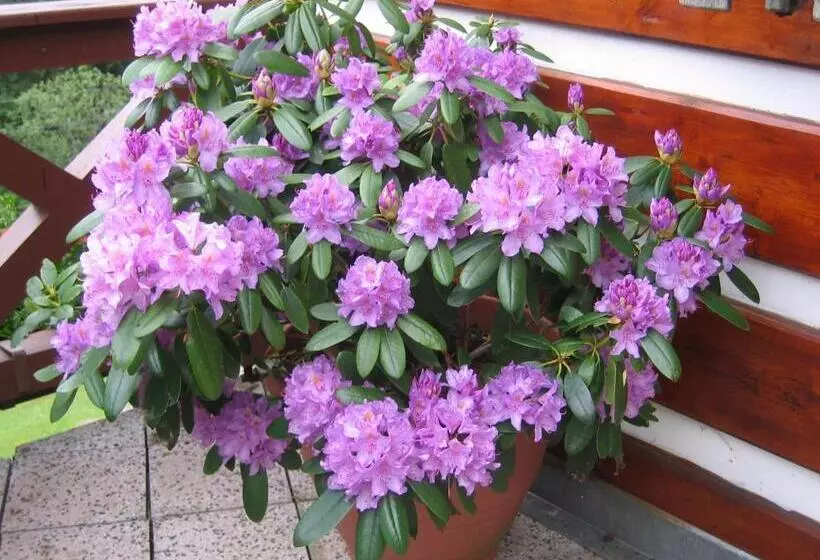 Majatalo Horský Dům