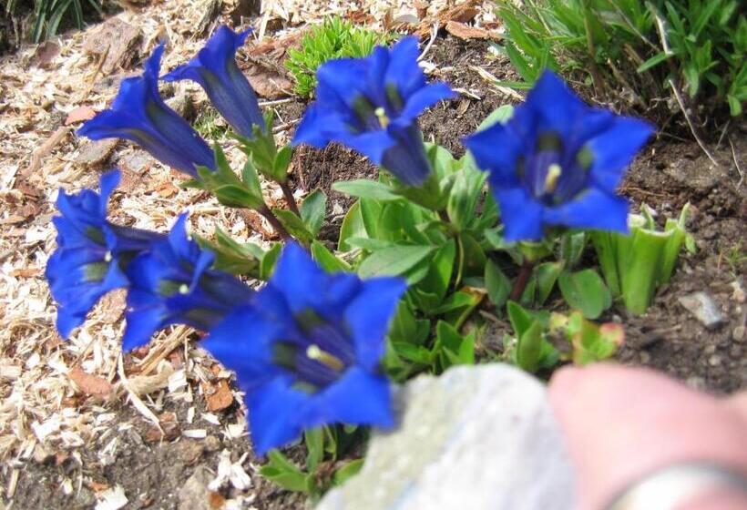 Пансион Horský Dům