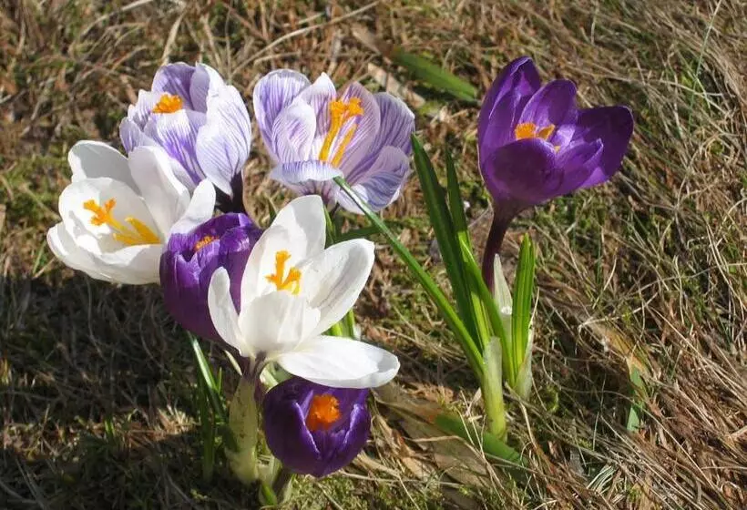 Majatalo Horský Dům